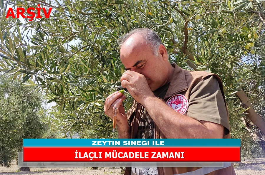 ZEYTİN SİNEĞİ İLE İLAÇLI MÜCADELE ZAMANI