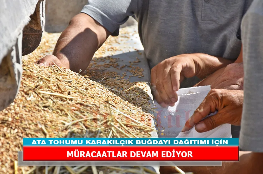ATA TOHUMU KARAKILÇIK BUĞDAYI DAĞITIMI İÇİN MÜRACAATLAR DEVAM EDİYOR