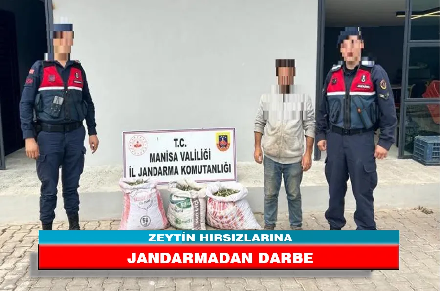 ZEYTİN HIRSIZLARINA JANDARMADAN DARBE