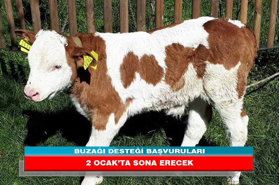 BUZAĞI DESTEĞİ BAŞVURULARI 2 OCAK’TA SONA ERECEK