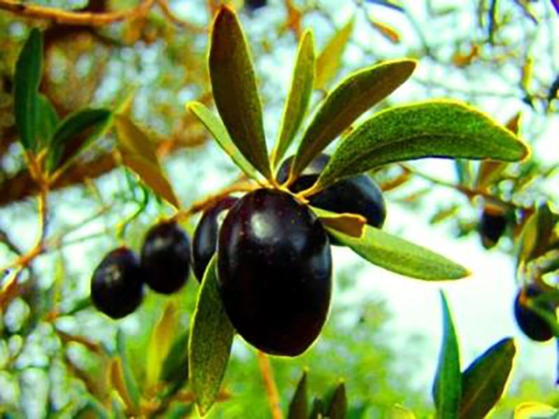 Zeytin üreticileri dikkat!