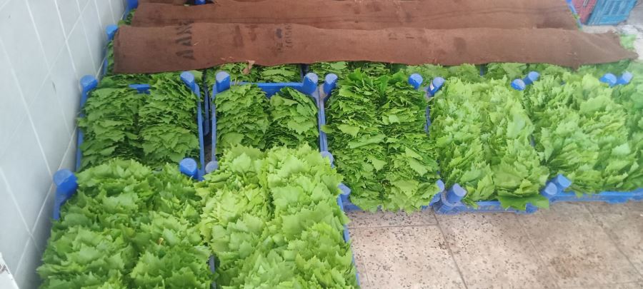 BAĞ YAPRAĞI ALIMLARI SON SÜRAT DEVAM EDİYOR