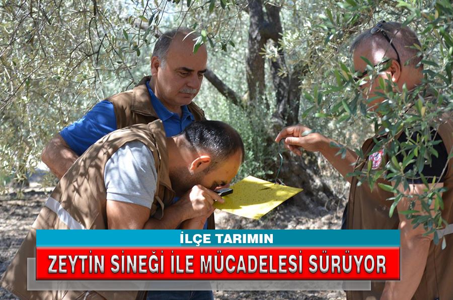 İLÇE TARIMIN ZEYTİN SİNEĞİ İLE MÜCADELESİ SÜRÜYOR