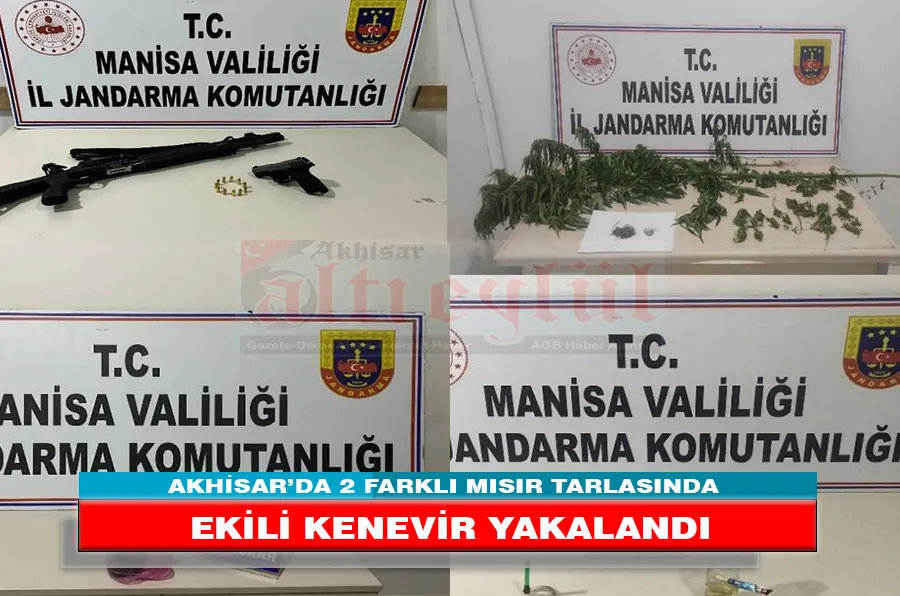 AKHİSAR’DA 2 FARKLI MISIR TARLASINDA EKİLİ KENEVİR YAKALANDI