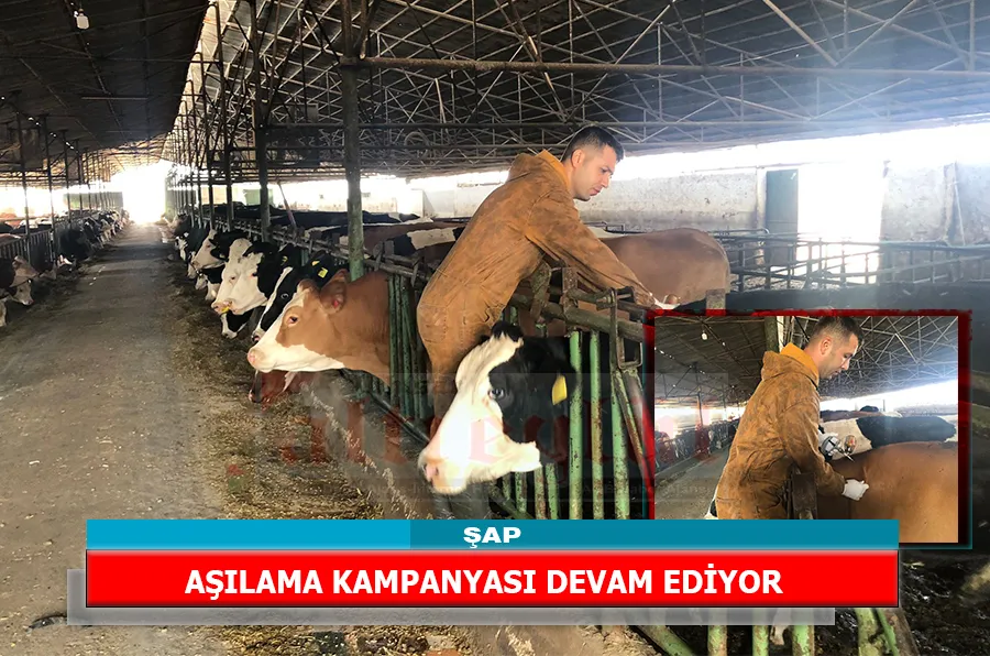 ŞAP AŞILAMA KAMPANYASI DEVAM EDİYOR