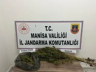 17 KÖK KENEVİR BİTKİSİ, 236 GRAM KUBAR MADDESİ YAKALANDI