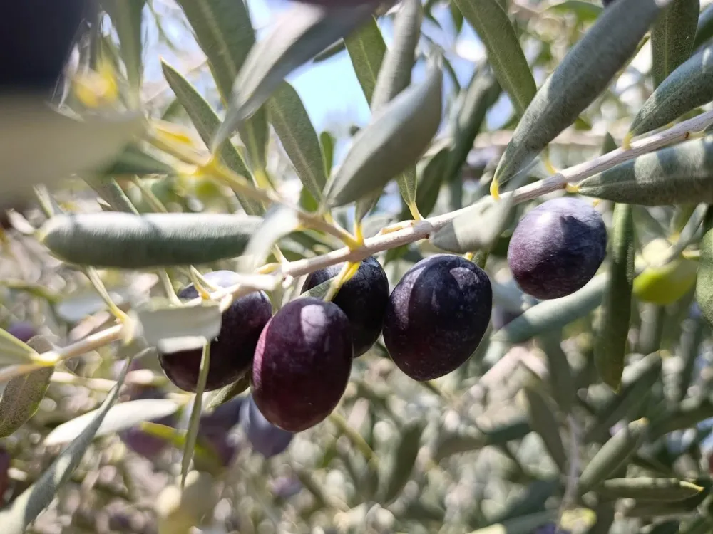 İLÇE TARIM VE ORMAN MÜDÜRLÜĞÜ ZEYTİN MASASI TEKNİK EKİBİ SAHADA