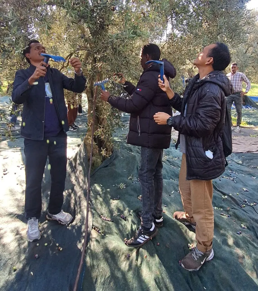 YABANCI ÖĞRENCİLER AKHİSAR’DA ZEYTİN HASADINDA
