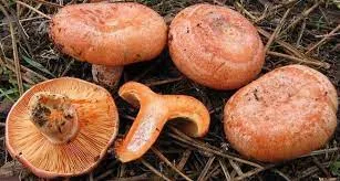 UZMAN DR. EZGİ TANIMLI’DAN MANTAR ZEHİRLENMESİNE KARŞI UYARI