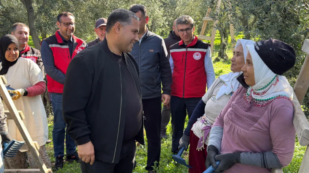 İL MÜDÜRÜ MEHMET KARAYILAN AKHİSAR’DA ZEYTİN HASADINA KATILDI