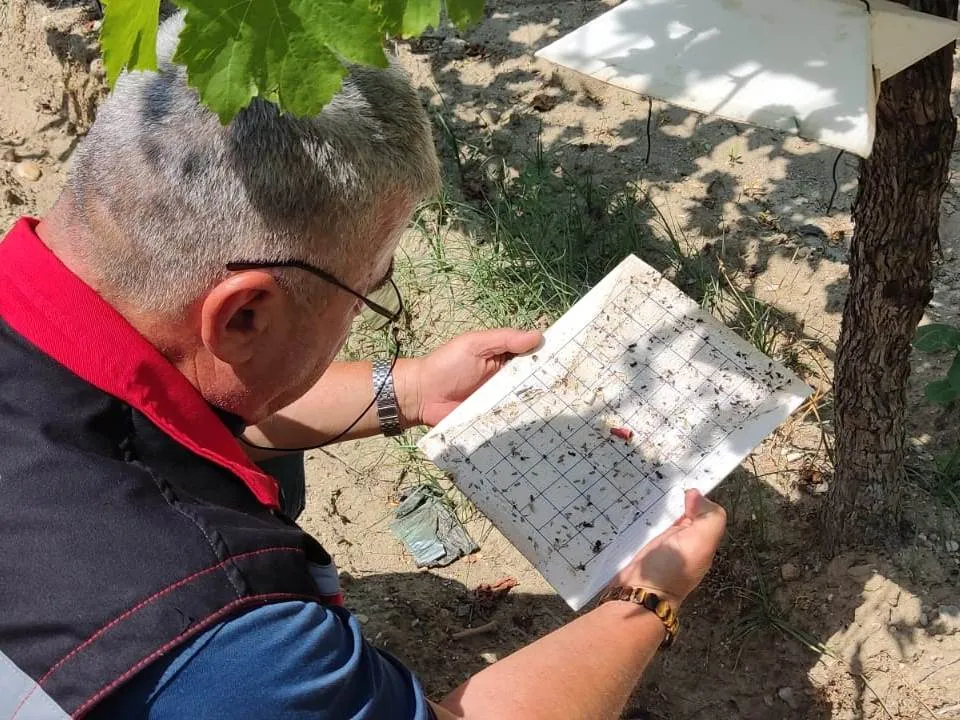 AKHİSAR’DA BAĞLARDA ZARARLI TAKİBİ SÜRÜYOR