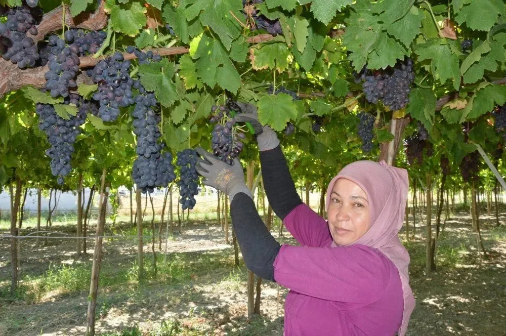 ÜZÜMÜN BAŞKENTİ MANİSA’DA HASAT ZAMANI