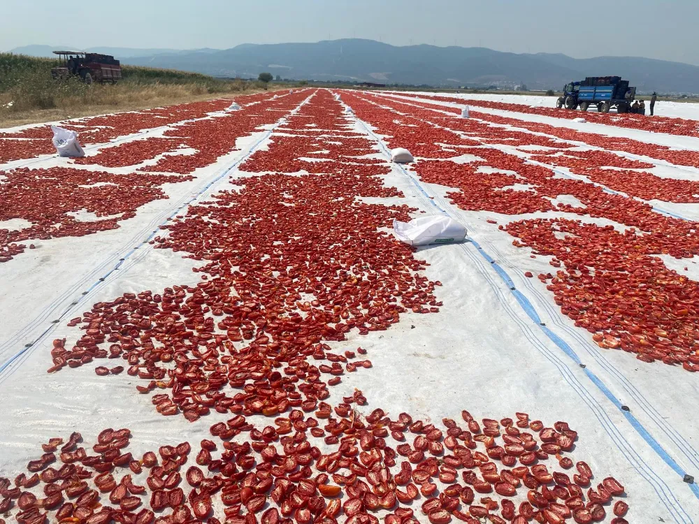 EGE’DE KURU DOMATES HASADI BAŞLADI: GÜNEŞİN ALTINDA EMEKLE KURUYAN LEZZET