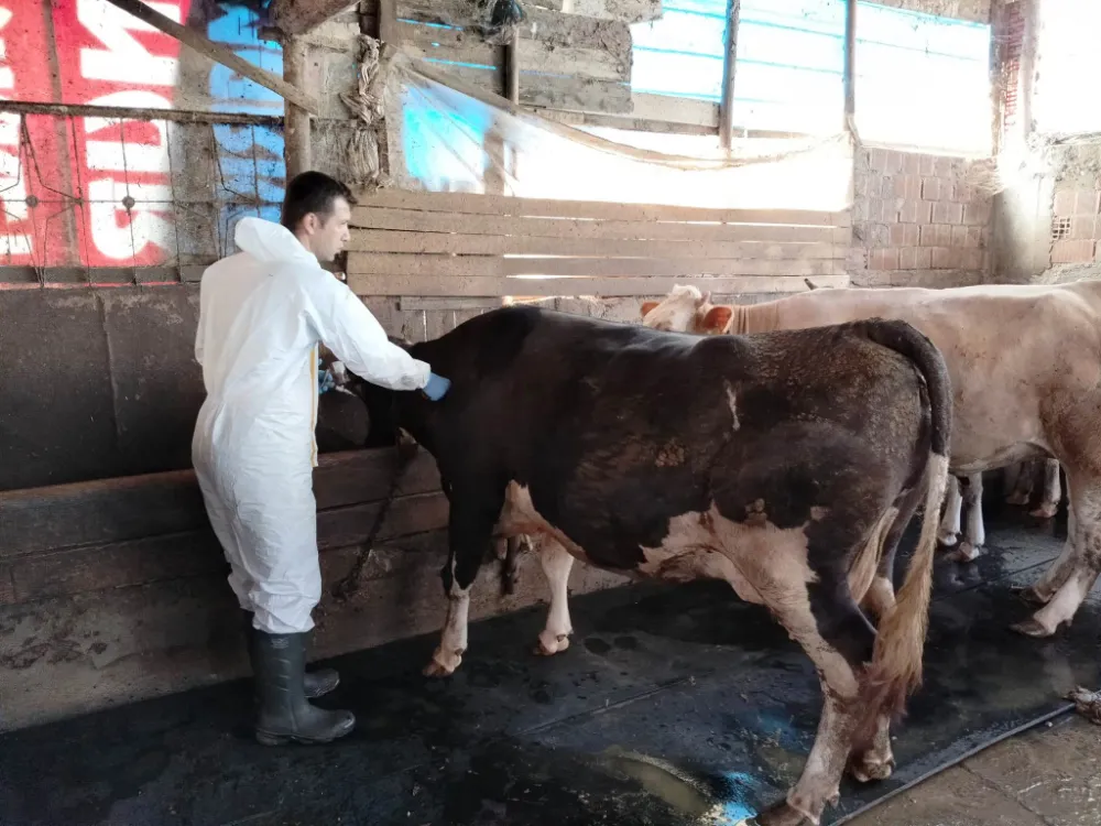 ŞAP HASTALIĞINA KARŞI AŞILAMALAR DEVAM EDİYOR 